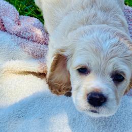 Ethan - Buff male Cocker Spaniel puppy in Santa Ana, California from American Cocker Spaniel