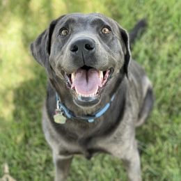 Dilute Retrievers from Helm Labs