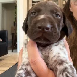 Harvest Moon - Liver and white male German Shorthaired Pointer puppy in San Antonio, Texas from Alvarado Farm Kennels, LLC