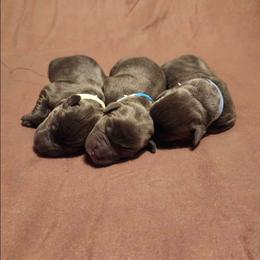 Blue - Black male Labrador Retriever puppy in Anderson, Texas from TLS Retrievers