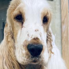 Flat-Coated Retrievers from Catori