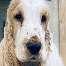 Flat-Coated Retrievers from Catori
