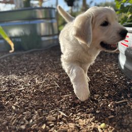 Golden Retriever Puppies from Bramble Berry Goldens