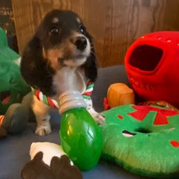 Boy 3- Midnight - Black and cream male Dachshund puppy in Wolf Lake, Indiana from Canisteo Dachshunds