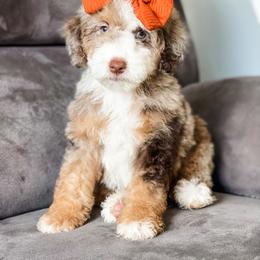 Dove - Chocolate merle female Bernedoodle puppy in Hudson, Indiana from TurkeyCreek-K9