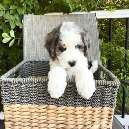 Stockton - Grey and white male Bernedoodle puppy in Tooele, Utah from Dinky Doo Doodles