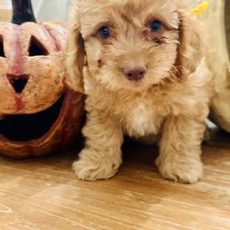 Yellow Collar - Apricot male Goldendoodle puppy in San Augustine, Texas from Vintage Doodles