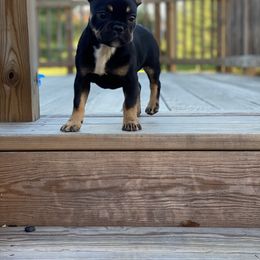 French Bulldog Puppies from Wind Ridge Frenchies