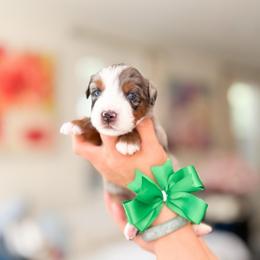 Zuko - Blue merle male Bernedoodle puppy in Ontario, California from Teddy Doodles & Standard Poodles
