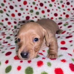 Blondie - Cream female Dachshund puppy in Kalama, Washington from Neeley Family's Weenies