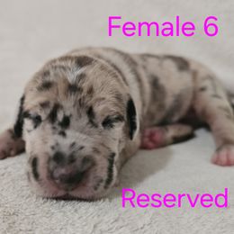 Female 6 - Harlequin female Great Dane puppy in Mayfield, New York from Sacandaga Danes