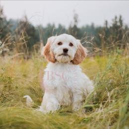 Lassie - Buff female Cockapoo puppy in Missoula, Montana from Big Sky Cockapoos