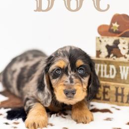 Boy 1 - Dapple male Dachshund puppy in Denison, Texas from Rising Dawn Dachshunds