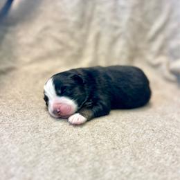 Ferrero - Black tri-color male Australian Shepherd puppy in Kentland, Indiana from Pine Grove Aussies