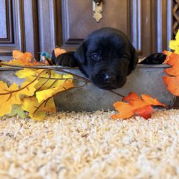 Rifle - Black male Labrador Retriever puppy in Richfield, Utah from Stormy River Retrievers