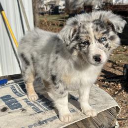 Prairie - Blue merle Australian Shepherd puppy in Beaver, Utah from Renegade Point Stock Dogs