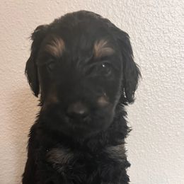 Schnoodle Puppies from Gooch Canines (Giant Schnoodles)