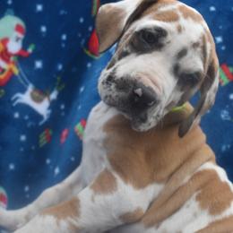 Great Dane Puppies from Big Tex K9 Konnection