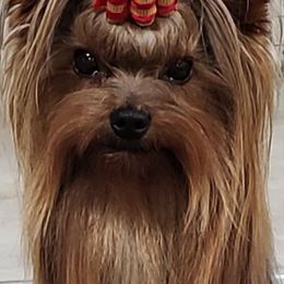 Yorkshire Terrier All Grown Up from Rick Buterbaugh