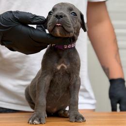 Sarah - Gray female Cane Corso puppy in Houston, Texas from Mortaio Cane Corso