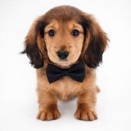 Sven-AKC Import Lines - Red male Dachshund puppy in Coweta, Oklahoma from Sunnyside Dachshunds
