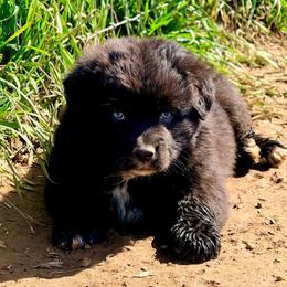 Shadow - Black & white male Australian Shepherd puppy in Mineral Wells, Texas from A6 Australian Shepards
