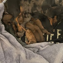 Dachshund Puppies from Southern Belle Dachshunds