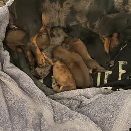 Dachshund Puppies from Southern Belle Dachshunds