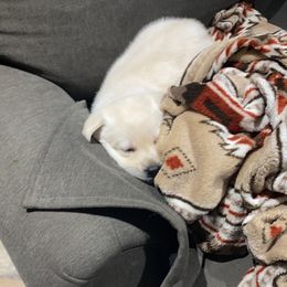 Labrador Retriever Puppies from Hickory Creek Labs