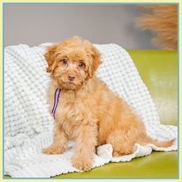 Valeria - Red female Bernedoodle puppy in Connersville, Indiana from Deaz Doodle Ranch