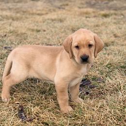 Boy 5 - male Labrador Retriever puppy in Winnemucca, Nevada from Oakley's Mountain View Kennel
