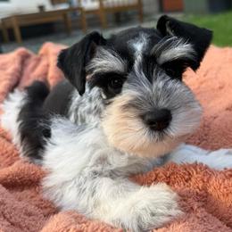 Pixel - Parti male Miniature Schnauzer puppy in La Mirada, California from SchnauzersRus