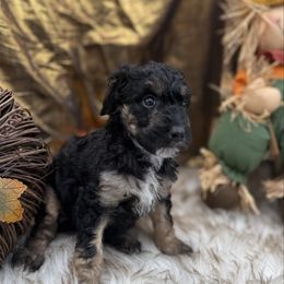 Veronica - Tri-color female Bernedoodle puppy in Valrico, Florida from Shadow Kennels