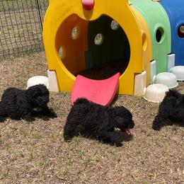 Boy Puppy - Black male Puli puppy in Ocala, Florida from Bowmaker Pulik