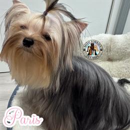 Paris - Yorkshire Terrier