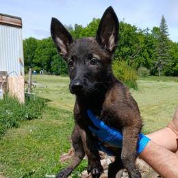 Boy 6 - Fawn sable male Belgian Malinois puppy in Marshall, Michigan from Dream K9