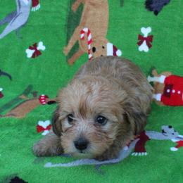 Spice - Apricot female Poodle puppy in Greenville, South Carolina from Wendy's House Of Poodles LLC