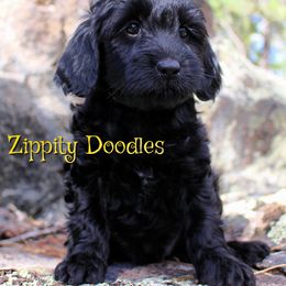 Carina - Black female Goldendoodle puppy in Golden, Colorado from Zippity Doodles
