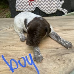 German Shorthaired Pointer Puppies from M&R Breeders