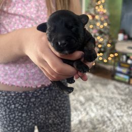 Girl 1 - Black and silver female Miniature Schnauzer puppy in Rocklin, California from Liv’s Schnauzers