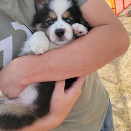 Australian Shepherd Puppies from Winsome Aussies