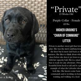 Private - Black female Labrador Retriever puppy in Eaton Rapids, Michigan from Higher Ground Labradors