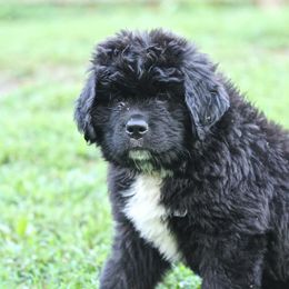 Newfoundland Puppies from Shorepath Newfoundlands