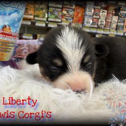 Liberty - Black and tan female Pembroke Welsh Corgi puppy in Purcell, Oklahoma from Lewis Aussie’s & Corgi’s