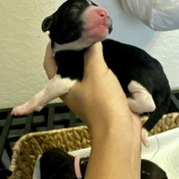 Brown collar - Tri-color male Bernedoodle puppy in Marlow, Oklahoma from Crider’s Critters