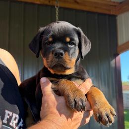 Blue collar - Black and mahogany male Rottweiler puppy in Lyons, Indiana from White River Rottweilers