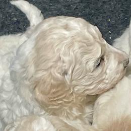 Starla - Cream female Labradoodle puppy in Craig, Nebraska from Top Knot Companions Poodles and Labradoodles