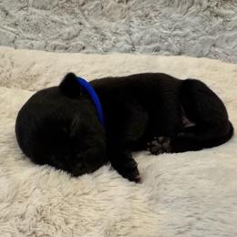 Blue Collar Male - Black and white male Staffordshire Bull Terrier puppy in Princeton, Minnesota from Thor’s Beagles & Maha’s Staffy