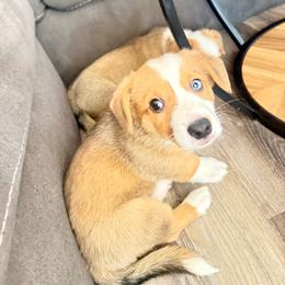Sarge - Red male Pembroke Welsh Corgi puppy in Phoenix, Arizona from Anthem AZ Corgis