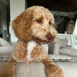 Summer - Labradoodle